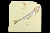 Detailed, Cretaceous Fossil Fish (Prionolepis) - Lebanon #124013-1